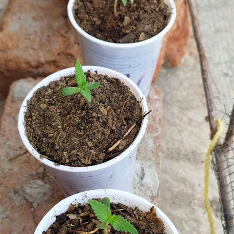 Genética desconocida growlog photo: Empiezan a despertar las próximas hojas 