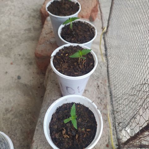 Genética desconocida growlog photo: Una semana de vida 🌱🔥