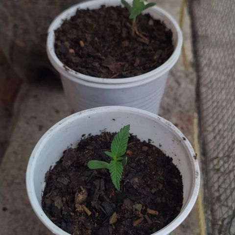 Genética desconocida growlog photo: Una semana de vida 🌱🔥