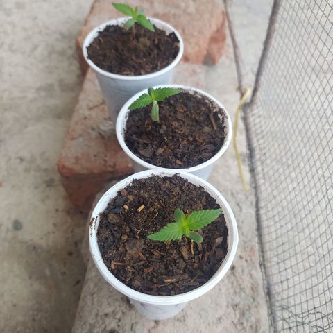 Genética desconocida growlog photo: Una semana de vida 🌱🔥