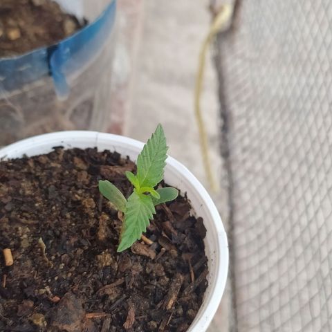 Genética desconocida growlog photo: Una semana de vida 🌱🔥