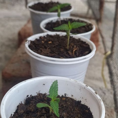 Genética desconocida growlog photo: Una semana de vida 🌱🔥