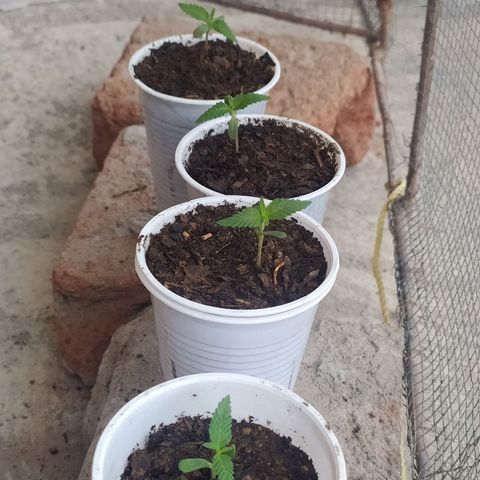 Genética desconocida growlog photo: Una semana de vida 🌱🔥