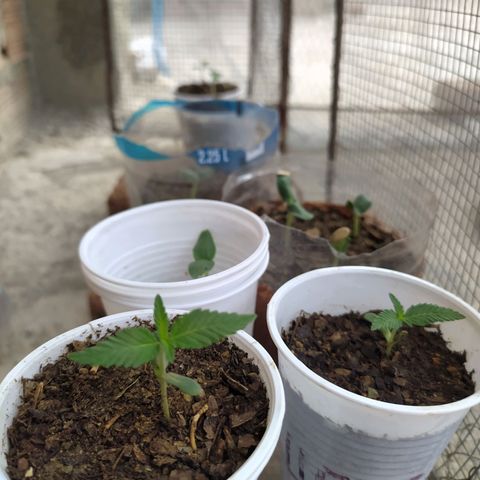 Genética desconocida growlog photo: Oficialmente empieza su etapa vegetativa. 