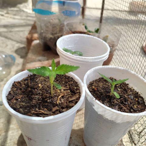 Genética desconocida growlog photo: Oficialmente empieza su etapa vegetativa. 