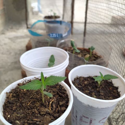 Genética desconocida growlog photo: Oficialmente empieza su etapa vegetativa. 