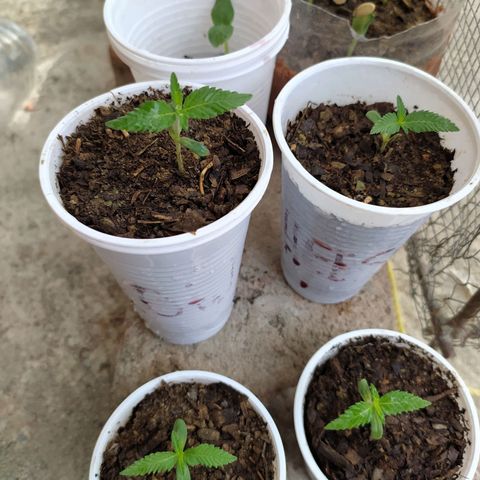 Genética desconocida growlog photo: Oficialmente empieza su etapa vegetativa. 
