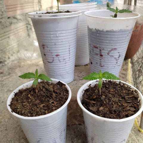 Genética desconocida growlog photo: Oficialmente empieza su etapa vegetativa. 