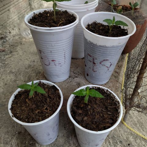Genética desconocida growlog photo: Oficialmente empieza su etapa vegetativa. 