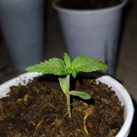 Genética desconocida growlog photo: Oficialmente empieza su etapa vegetativa. 