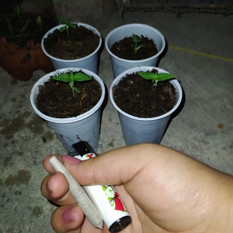 Genética desconocida growlog photo: Oficialmente empieza su etapa vegetativa. 