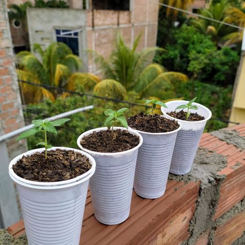 Genética desconocida growlog photo: Comienzan a tener tamaño y forma. 