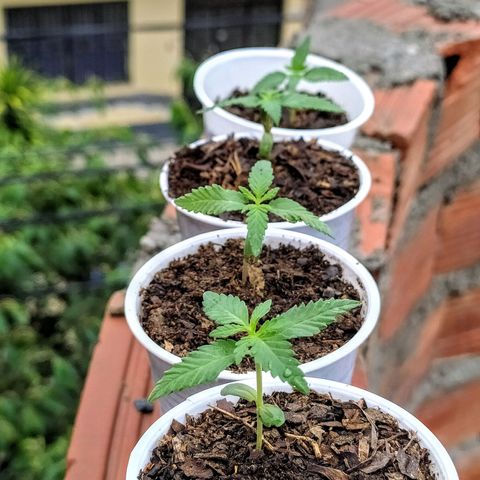 Genética desconocida growlog photo: Comienzan a tener tamaño y forma. 