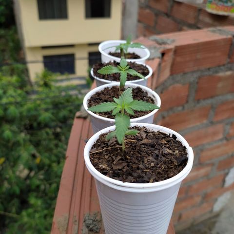 Genética desconocida growlog photo: Comienzan a tener tamaño y forma. 