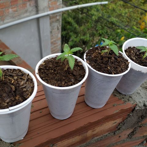 Genética desconocida growlog photo: Comienzan a tener tamaño y forma. 