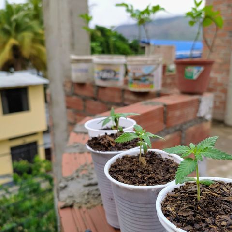 Genética desconocida growlog photo: Comienzan a tener tamaño y forma. 