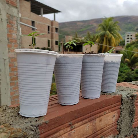 Genética desconocida growlog photo: Comienzan a tener tamaño y forma. 