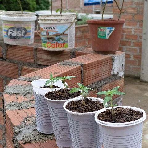 Genética desconocida growlog photo: Comienzan a tener tamaño y forma. 