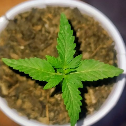 Genética desconocida growlog timeline photo