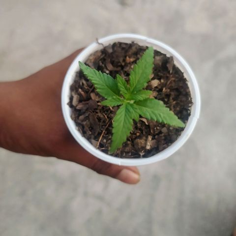Genética desconocida growlog timeline photo