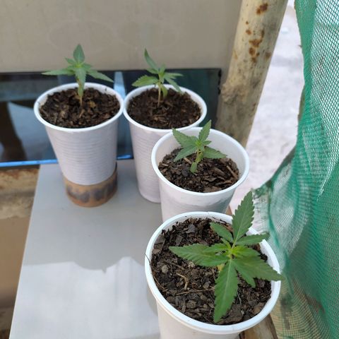 Genética desconocida growlog photo: 2 semanas 1 día. 
Comienzan a desarrollarse más hojas. 