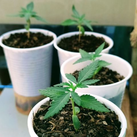 Genética desconocida growlog photo: 2 semanas 1 día. 
Comienzan a desarrollarse más hojas. 
