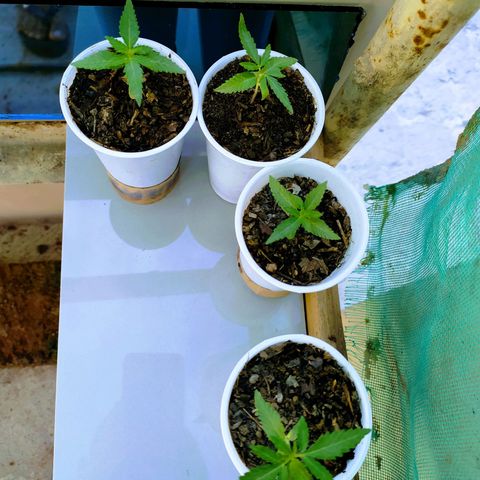 Genética desconocida growlog photo: 2 semanas 1 día. 
Comienzan a desarrollarse más hojas. 