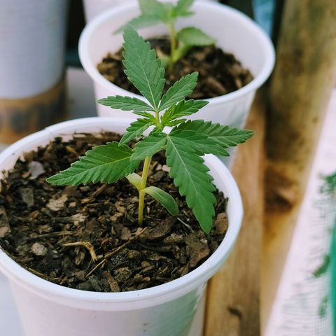 Genética desconocida growlog photo: 2 semanas 1 día. 
Comienzan a desarrollarse más hojas. 