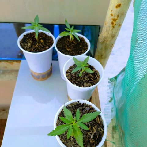 Genética desconocida growlog photo: 2 semanas 1 día. 
Comienzan a desarrollarse más hojas. 