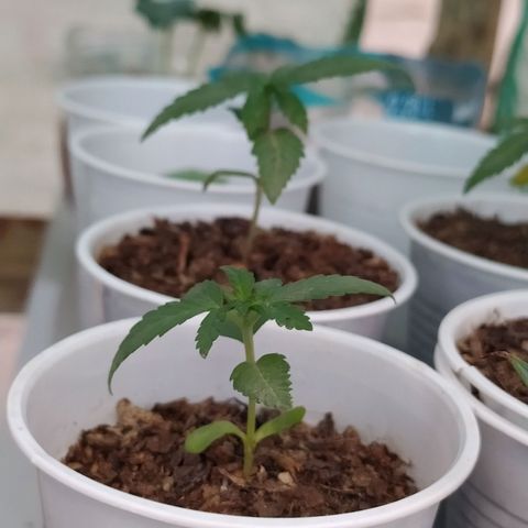 Genética desconocida growlog photo: Las cotiledones se empiezan a decolorar, algunas hojas se muestran caídas, esperamos que para mañana se recuperen. 