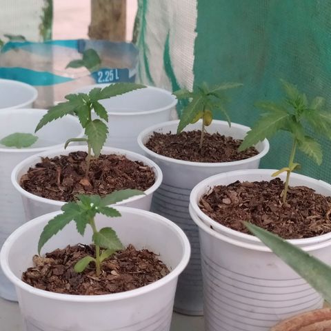 Genética desconocida growlog photo: Las cotiledones se empiezan a decolorar, algunas hojas se muestran caídas, esperamos que para mañana se recuperen. 
