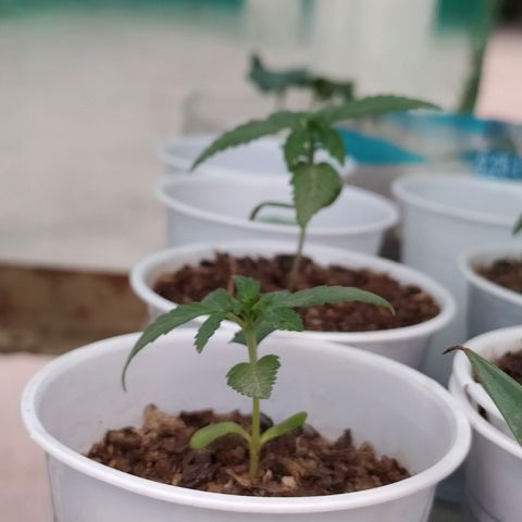 Genética desconocida growlog photo: Las cotiledones se empiezan a decolorar, algunas hojas se muestran caídas, esperamos que para mañana se recuperen. 