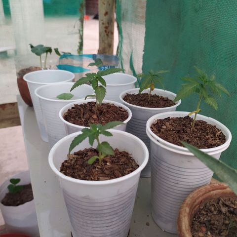 Genética desconocida growlog photo: Las cotiledones se empiezan a decolorar, algunas hojas se muestran caídas, esperamos que para mañana se recuperen. 