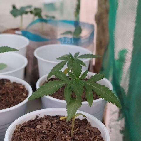 Genética desconocida growlog photo: Las cotiledones se empiezan a decolorar, algunas hojas se muestran caídas, esperamos que para mañana se recuperen. 