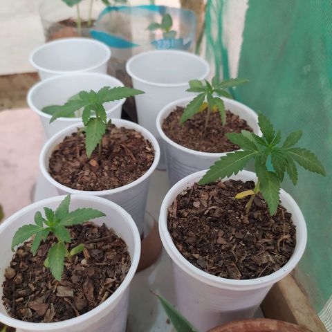 Genética desconocida growlog photo: Las cotiledones se empiezan a decolorar, algunas hojas se muestran caídas, esperamos que para mañana se recuperen. 