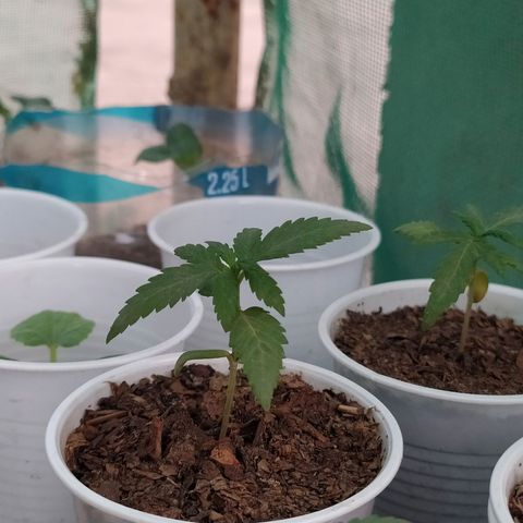 Genética desconocida growlog photo: Las cotiledones se empiezan a decolorar, algunas hojas se muestran caídas, esperamos que para mañana se recuperen. 