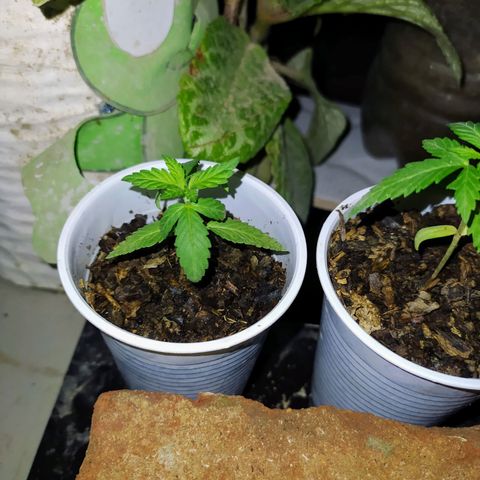 Genética desconocida growlog photo: Las hojas se muestran en forma de garra, posible exceso de nitrógeno. 