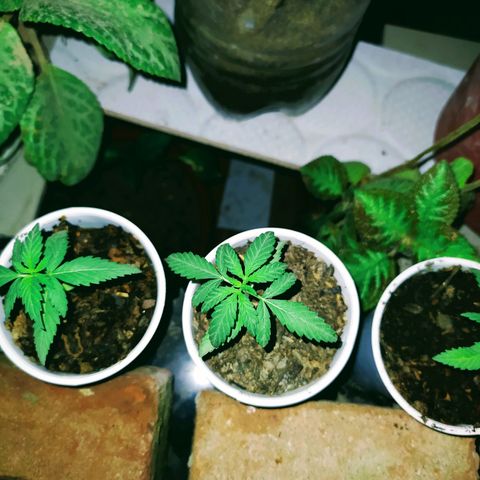 Genética desconocida growlog photo: Las hojas se muestran en forma de garra, posible exceso de nitrógeno. 