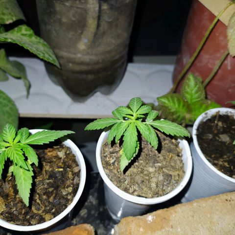 Genética desconocida growlog photo: Las hojas se muestran en forma de garra, posible exceso de nitrógeno. 