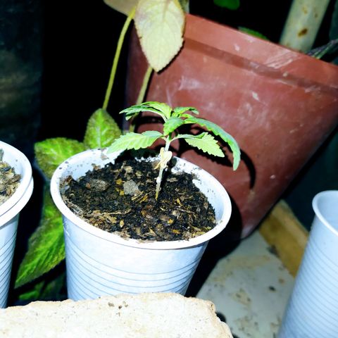 Genética desconocida growlog photo: Las hojas se muestran en forma de garra, posible exceso de nitrógeno. 