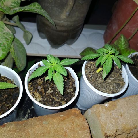 Genética desconocida growlog photo: Las hojas se muestran en forma de garra, posible exceso de nitrógeno. 