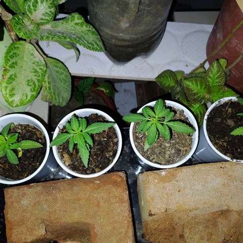 Genética desconocida growlog photo: Las hojas se muestran en forma de garra, posible exceso de nitrógeno. 