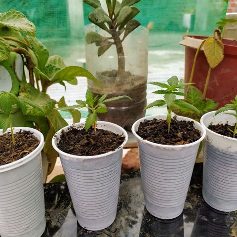 Genética desconocida growlog photo: Las hojas muestran un exceso de nitrógeno en dos ejemplares (hojas en forma de garra) Se realizó un lavado de raíces. 