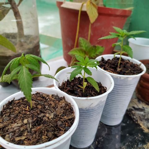 Genética desconocida growlog photo: Las hojas muestran un exceso de nitrógeno en dos ejemplares (hojas en forma de garra) Se realizó un lavado de raíces. 