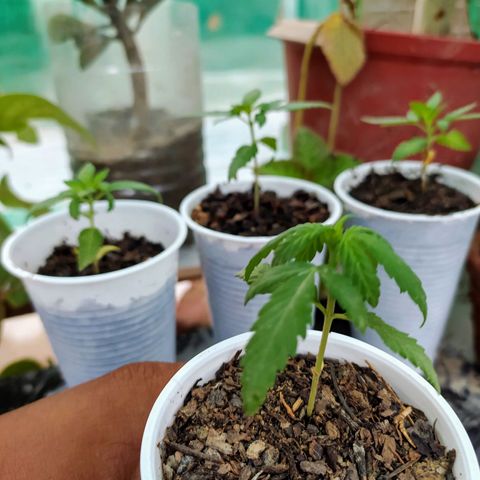 Genética desconocida growlog photo: Las hojas muestran un exceso de nitrógeno en dos ejemplares (hojas en forma de garra) Se realizó un lavado de raíces. 