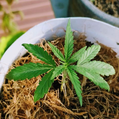 Genética desconocida growlog photo: Las 4 ejemplares fueron transplantadas correctamente. 
Se recuperaron las que estaban enfermas #2 y ahora están hechando para arriba en sus nuevas macetas. 