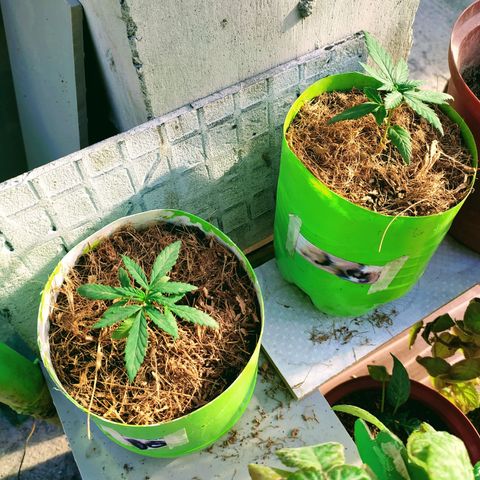 Genética desconocida growlog photo: Las 4 ejemplares fueron transplantadas correctamente. 
Se recuperaron las que estaban enfermas #2 y ahora están hechando para arriba en sus nuevas macetas. 