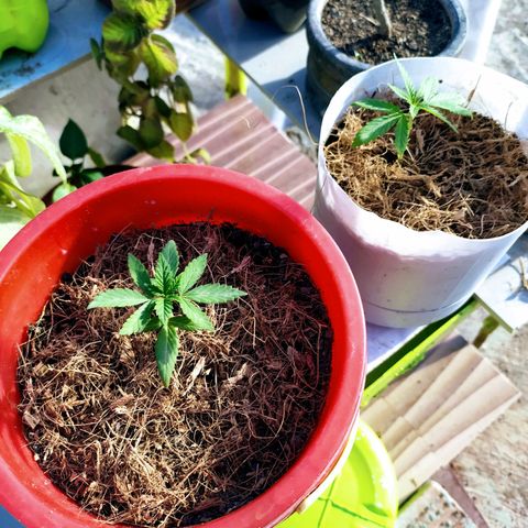 Genética desconocida growlog photo: Las 4 ejemplares fueron transplantadas correctamente. 
Se recuperaron las que estaban enfermas #2 y ahora están hechando para arriba en sus nuevas macetas. 