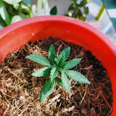 Genética desconocida growlog photo: Las 4 ejemplares fueron transplantadas correctamente. 
Se recuperaron las que estaban enfermas #2 y ahora están hechando para arriba en sus nuevas macetas. 