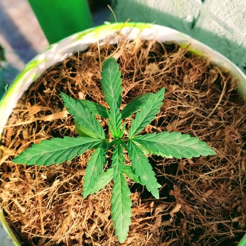 Genética desconocida growlog photo: Las 4 ejemplares fueron transplantadas correctamente. 
Se recuperaron las que estaban enfermas #2 y ahora están hechando para arriba en sus nuevas macetas. 